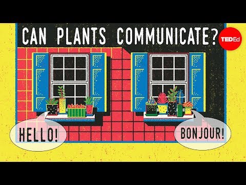 Can plants talk to each other?